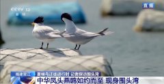 正在不雅鸟界火出圈的明溪县 事实有什么奇特魅